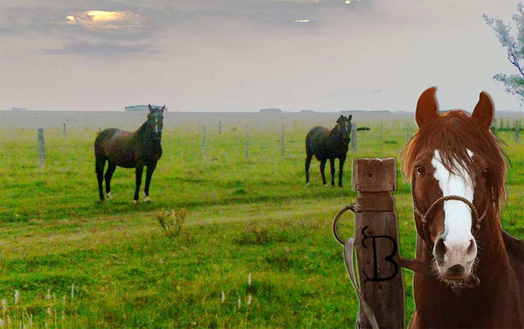 Caballos